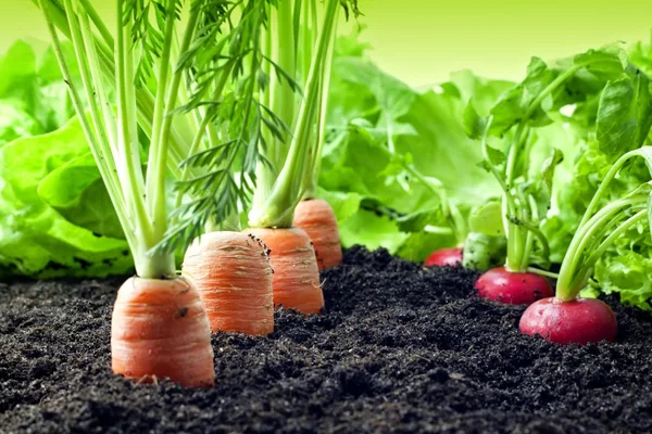O diferencial é a garantia de um produto de qualidade em todos aspectos