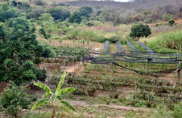 Posteriormente, serão estimadas as perdas de safra e de produção leiteira