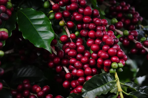 Além de café, eles cultivam milho, feijão e algumas hortaliças para consumo próprio