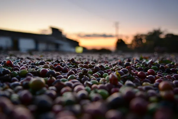 Mais de mil fazendas de café são certificadas pelo IMA