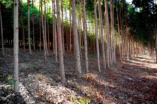 Minas Gerais possui a maior concentração de florestas plantadas do país