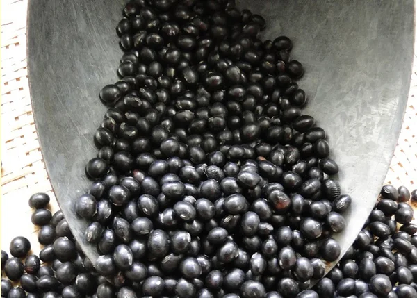 Soja preta desenvolvida pela Epamig tem mais proteínas, altíssimo teor de ferro e antioxidantes, e é mais macia