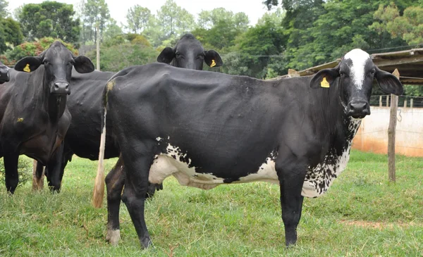 Aumento do plantio de capim é uma alternativa para que o rebanho tenha maior quantidade de um alimento barato