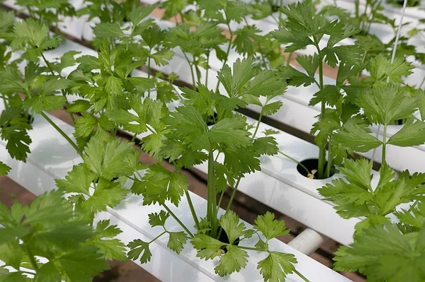 Hortaliças condimentares em cultivo hidropônico