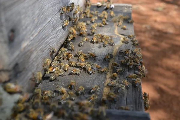 "Abelhas têm um relevante papel ecológico na conservação de nossas matas", indica pesquisadora da fundação