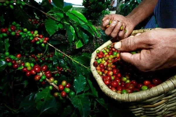 Café mineiro vai contar com maior volume de recursos da história do BDMG para o setor
