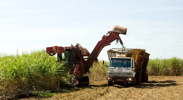 Com uma área colhida superior a 862 mil hectares, o montante esperado será recorde dentro da série histórica iniciada em 2005/2006
