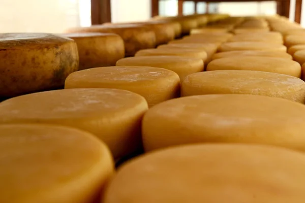 Produção de queijo artesanal ganha mais um incentivo