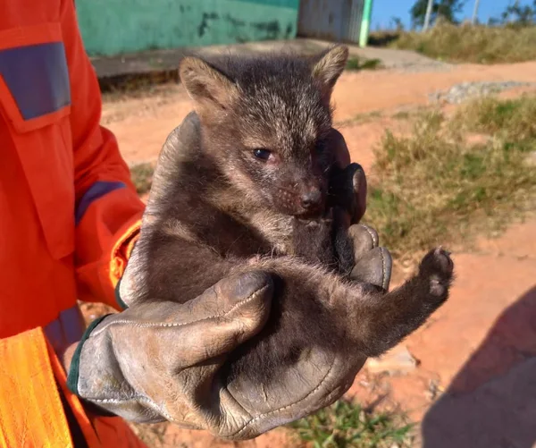 Minas Gerais registra aumento na captura de animais silvestres em áreas urbanas