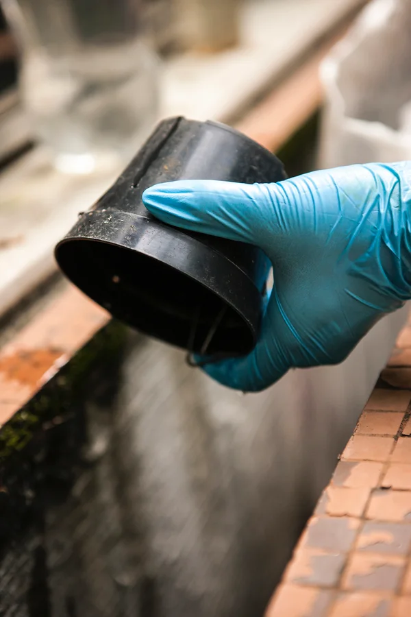 A campanha recomenda não utilizar pratinhos que acumulam água para vasos de planta