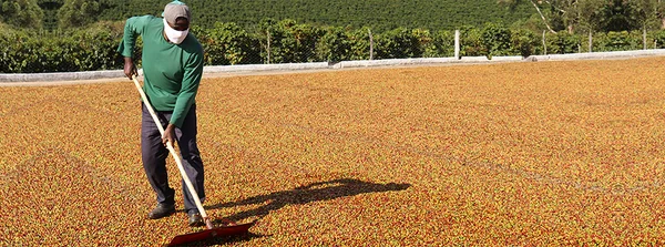 Agronegócio mineiro fecha 2020 com o maior volume exportado e a segunda maior receita da história