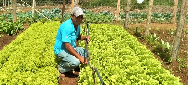 Cada família cuida de uma área de 250 metros quadrados