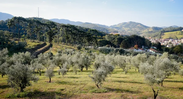 Pesquisas e técnicas de manejo mais adequadas são algumas das orientações da Epamig que contribuem para as conquistas