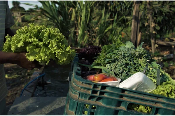 Certifica Minas Hortaliças busca melhoria da qualidade e competitividade dos alimentos