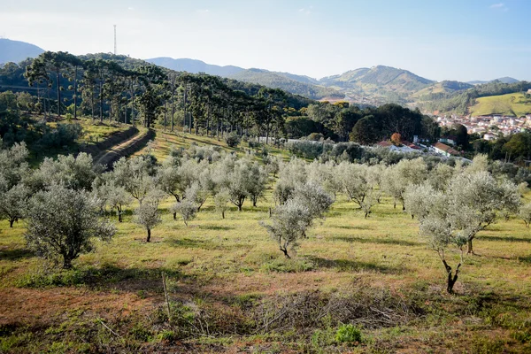 Os produtos da Serra da Mantiqueira, já há alguns anos, têm conquistado paladares e consumidores