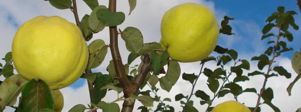 Produção de marmelo pode ganhar novo impulso em MG