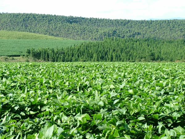 Defesa Sanitária Vegetal contribui para sanidade das lavouras mineiras