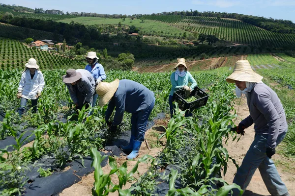 Minas Gerais terá recorde de agricultores beneficiados pelo Garantia-Safra em 2022