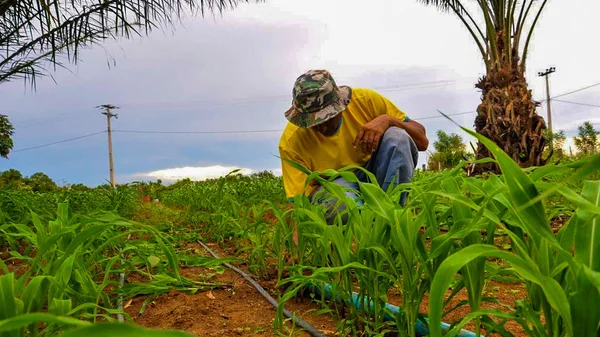 Minas Gerais é o 2º estado brasileiro com mais agricultores familiares  