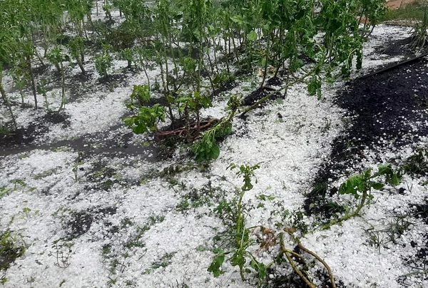 Produtores rurais atingidos pela chuva de granizo devem procurar ajuda técnica