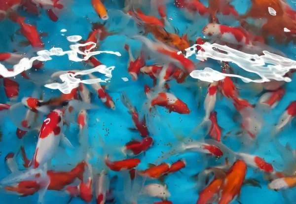 Novas espécies de peixes ornamentais vão aprimorar atividades de ensino, pesquisa e extensão na Epamig