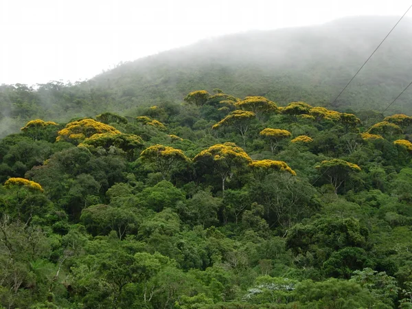 Políticas ambientais de Minas Gerais integram programação da COP27 no Egito