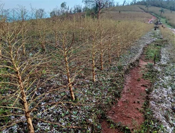 Emater-MG inicia novo levantamento de lavouras atingidas por chuvas de granizo