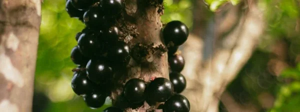 Produtores criam receitas inovadoras e tradicionais no Festival da Jabuticaba de Sabará