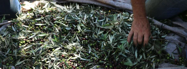 Primeira extração de azeite extravirgem no Brasil completa 15 anos