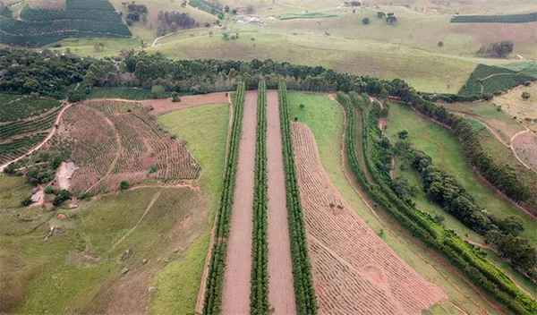 Minas concentra quase 70% da área destinada a Florestas Modelo no Brasil
