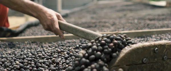 Crédito do BDMG viabiliza produção de café em Minas Gerais