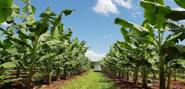 Delfinópolis recebe 5ª Feira da Banana de quarta-feira a domingo (31/5 a 4/6)
