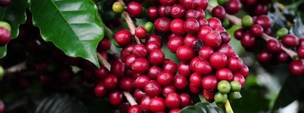 Divulgada lista dos classificados para a próxima etapa do 20º Concurso de Qualidade dos Cafés de Minas Gerais
