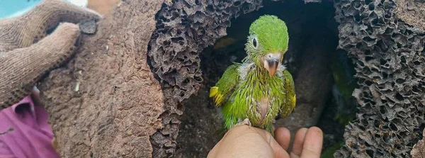 Programa de proteção à flora e fauna nas obras rodoviárias de Minas garante preservação ambiental  