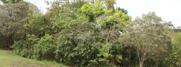 Expedição estadual descobre nova espécie de árvore em Ouro Preto 