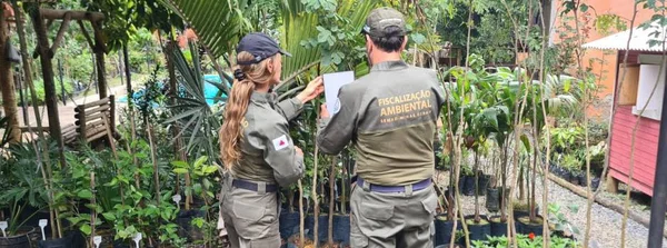 Operação de Fiscalização Preventiva promove regularidade de atividades relacionadas à flora em Minas