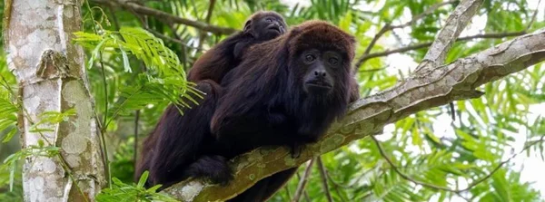Família de macacos bugio volta a ser avistada no Parque Nova Baden e entusiasma biólogos 