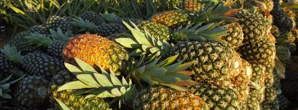 Governo de Minas amplia etapas de capacitação relacionada à fruticultura em 2024