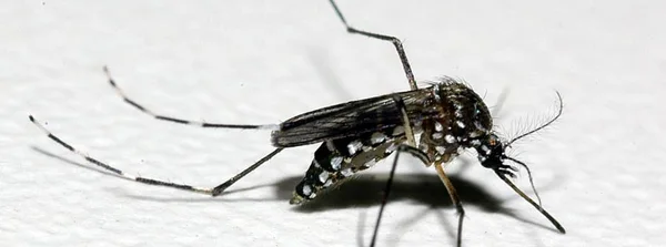 Hospital Júlia Kubitschek abre unidade de hidratação para pacientes com dengue