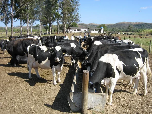 Pesquisa da Emater-MG indica cenário mais otimista para produtores de leite neste ano
