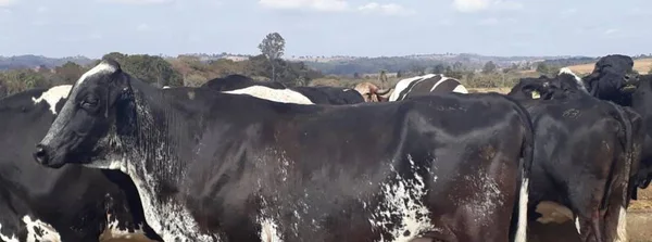 Governo de Minas lança consulta pública sobre legislação para subprodutos de origem animal não comestíveis