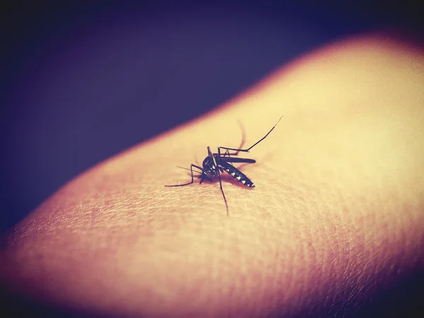 Ipsemg publica editais para contratação temporária de profissionais para atendimento a pacientes com dengue e outras arboviroses