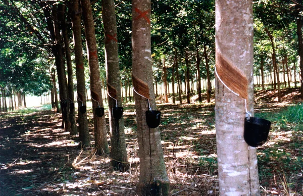 Cultivo de seringueira é alternativa para a preservação da água e do solo