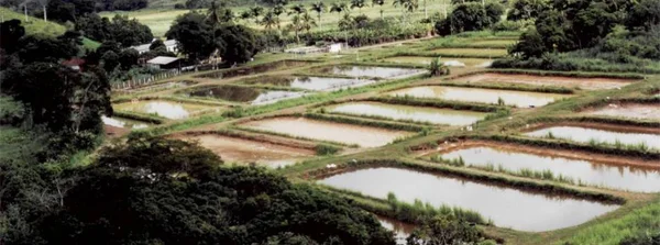 Variações climáticas podem gerar impactos na piscicultura mineira