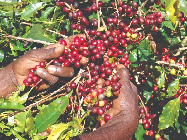 Epamig orienta produtores para colheita do café