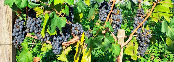 Epamig avalia adaptação de uvas híbridas no Sul de Minas