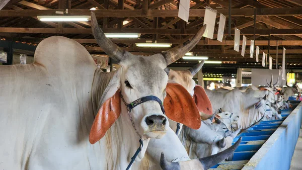 Política estadual leva qualidade genética ao rebanho de pequenos produtores do estado