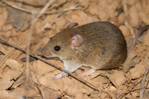 Prevenção à hantavirose exige cuidados redobrados em ambientes rurais