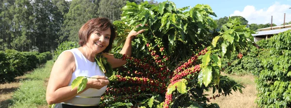Com apoio do Estado, universidade desenvolve técnica para cultivo de cafés premiados