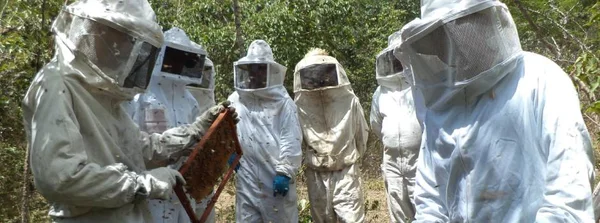 Dia do Apicultor é comemorado com boas perspectivas e desafios para os produtores